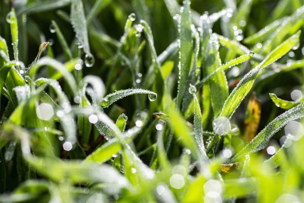 Baharın başında çimlerin üzerinde çiy taneleri.