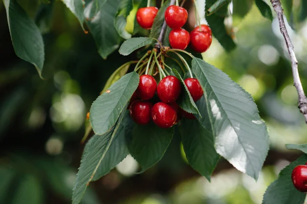 Reife Trauben Roter Kirschen Auf Den Ästen Eines Baumes — Stockfoto