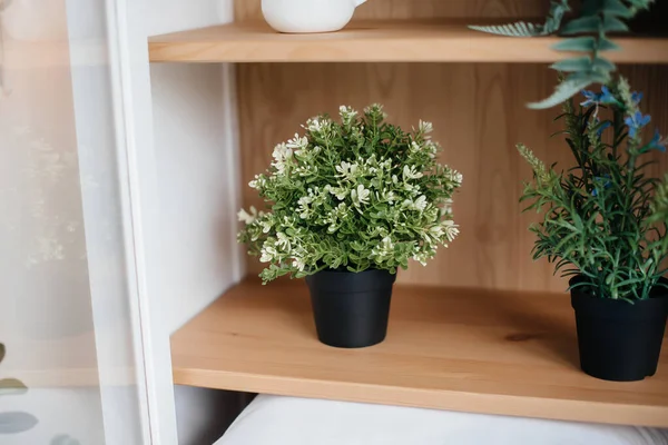 A green plant stands on a shelf in the living room on the closet. Plant.