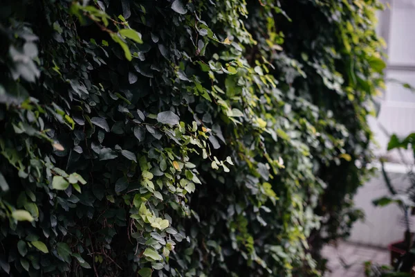 Green leaves of tropical plants close-up. Forest. Vegetation