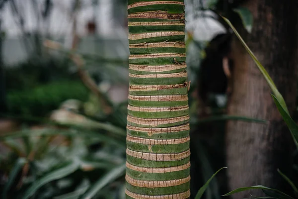 Trekjes Tropische Bomen Van Dichtbij Dichte Jungle Bosbouw — Stockfoto