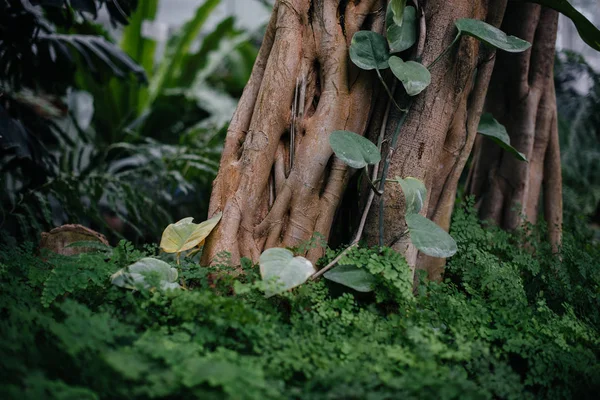 茂密的丛林中 热带树木丛生 — 图库照片