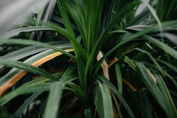 A tropical plant close up in the dense thickets of the jungle. Tropics