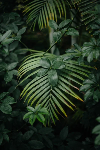 丛林中茂密的灌木丛中的一种热带植物 — 图库照片