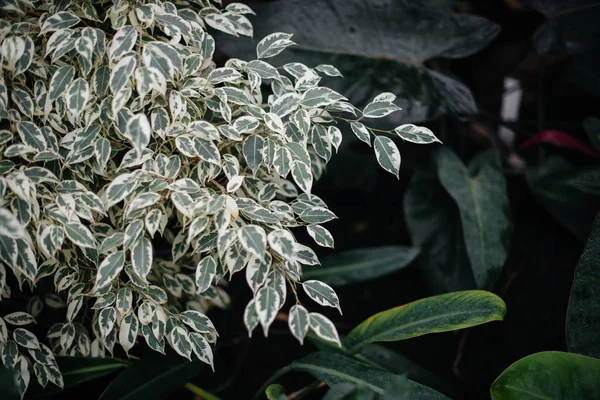 A tropical plant close up in the dense thickets of the jungle. Tropics