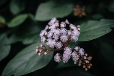 Ormanın yoğun çalılıklarında yakın bir tropikal bitki. Tropik bölgeler
