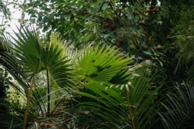 Seradaki bitkilerin kalınlığı çok fazla. Orman, ekran koruyucu