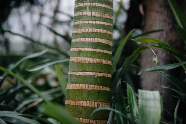Yoğun ormanda tropikal ağaç gövdeleri. Orman