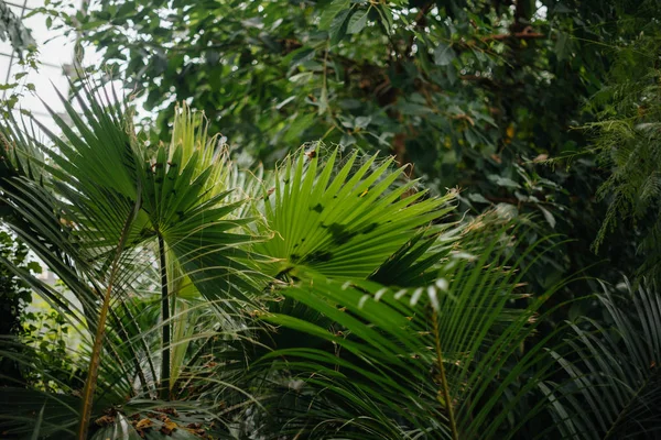 Épais Bosquets Plantes Dans Serre Jungle Économiseur Écran — Photo