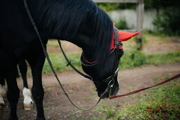 Belo Cavalo Bem Preparado Plena Engrenagem Pastando Uma Fazenda Entre — Fotografia de Stock