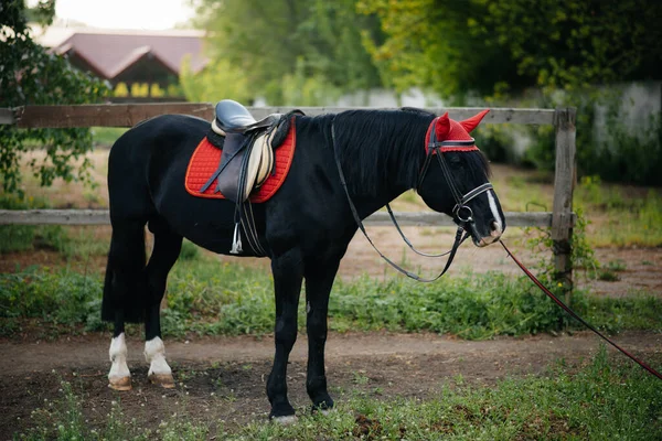 木々の間の農場で完全なギア放牧で美しい手入れの行き届いた馬 — ストック写真