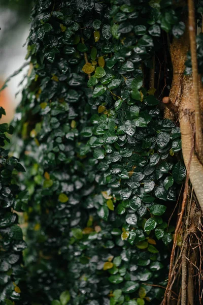 丛林中茂密的灌木丛中的一种热带植物 — 图库照片