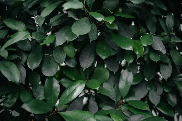 A tropical plant close up in the dense thickets of the jungle. Tropics