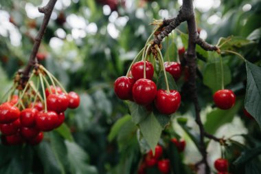 Ağacın dallarında olgunlaşmış kiraz demetleri