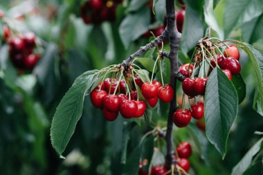 Ağacın dallarında olgunlaşmış kiraz demetleri
