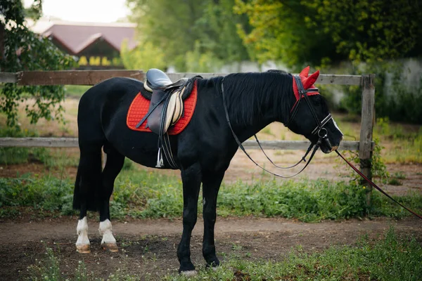 Krásný Upravený Kůň Plné Výbavě Pasoucí Farmě Mezi Stromy Farma — Stock fotografie