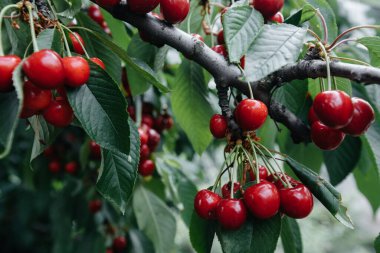 Ağacın dallarında olgunlaşmış kiraz demetleri