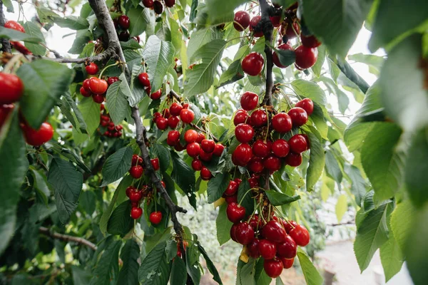 Reife Trauben Roter Kirschen Auf Den Ästen Eines Baumes — Stockfoto