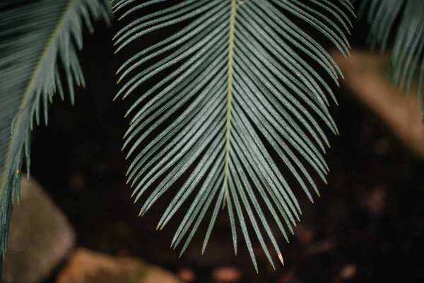 丛林中茂密的灌木丛中的一种热带植物 — 图库照片