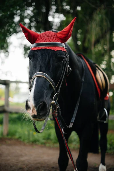 Belo Cavalo Bem Preparado Plena Engrenagem Pastando Uma Fazenda Entre — Fotografia de Stock