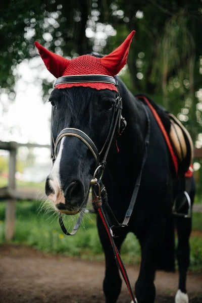 Hermoso Caballo Bien Arreglado Equipo Completo Pastando Una Granja Entre — Foto de Stock