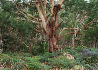 Knobby Tree at Fyan 's Loop Grampians Ulusal Parkı Victoria Avustralya