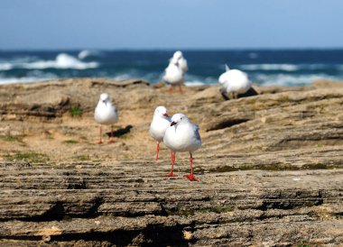 Victoria Avustralya 'da, Warrnambool' daki Kayalarda Oturan Gümüş Martılar