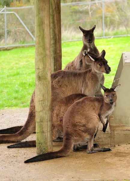 Three Kangaroos Feeding Australia — 스톡 사진