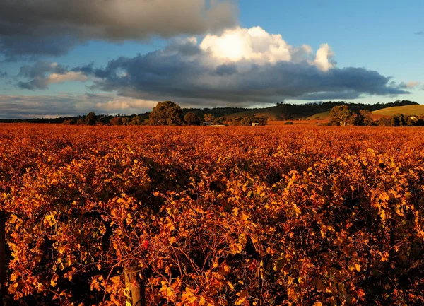 Piękna Scena Późnym Popołudniem Winnicach Doliny Barossa Australia — Zdjęcie stockowe