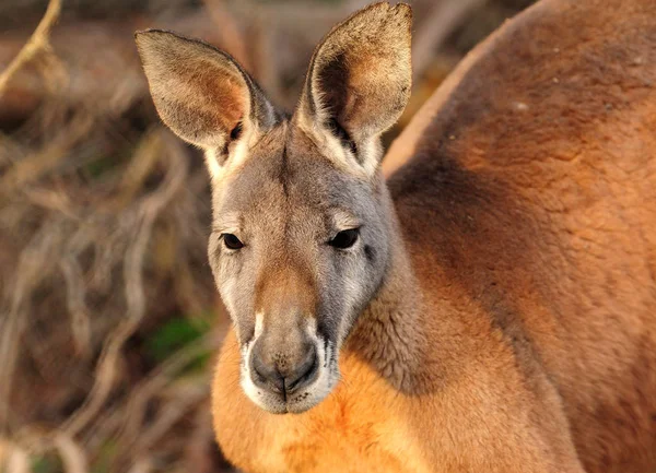 Look Face Red Kangaroo Barossa Valley Australia — 스톡 사진