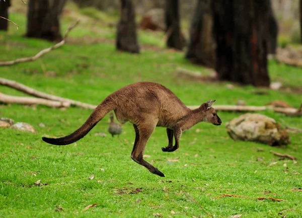 Kangaroo Jumping Meadow Australia — 스톡 사진