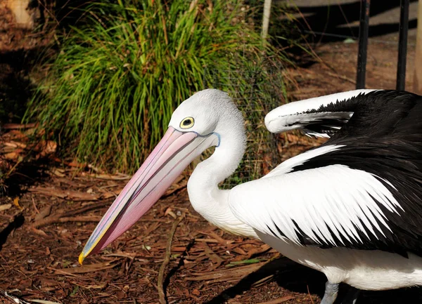 Olhe Para Rosto Uma Australiana Pelican Austrália — Fotografia de Stock