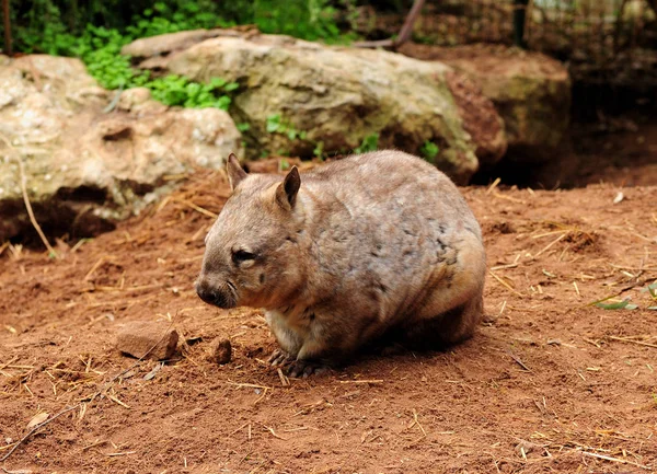 Common Wombat Crawling Australia — 스톡 사진