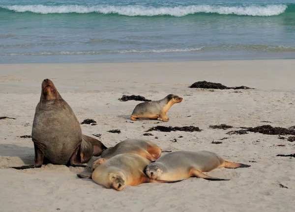 Seals Howling Crawling Sleeping Seal Bay Kangaroo Island Australia — стоковое фото