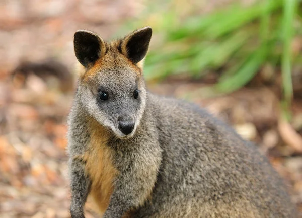 Look Face Wallaby Australia — 스톡 사진