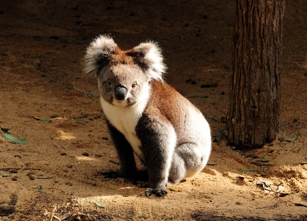 Sitting Koala Bear Looking Camera Australia — 스톡 사진