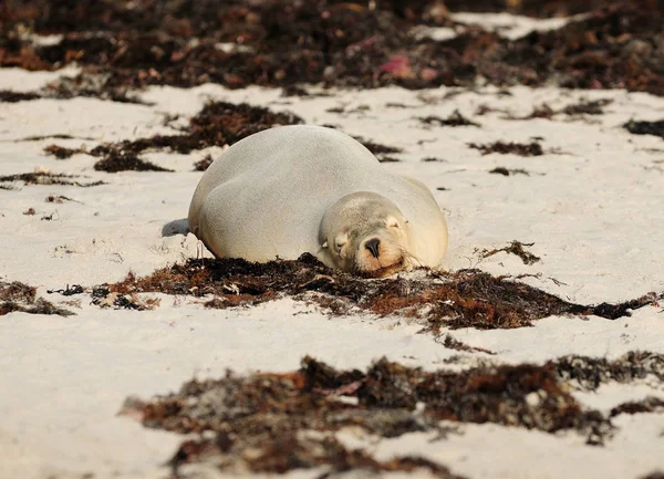 Спящий Тюлень Бухте Сил Бэй Австралийском Острове Кангадо — стоковое фото