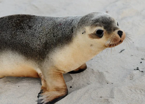 Baby Seal Waddling Seal Bay Kango Australia — стоковое фото