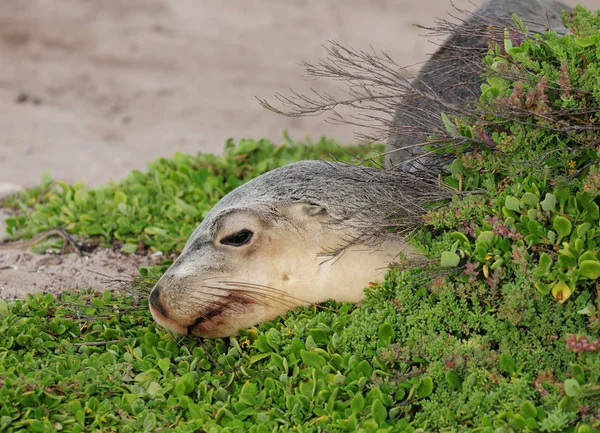 Kijk Het Gezicht Van Een Slapende Zeehond Seal Bay Kangaroo — Stockfoto