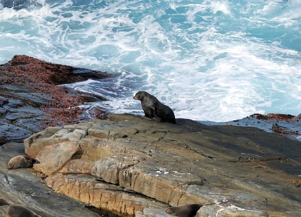 Sello Piel Nueva Zelanda Cape Couedic Kangaroo Island Australia —  Fotos de Stock