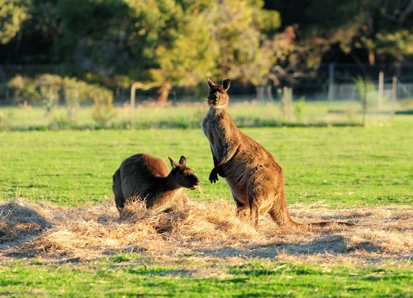 Dos Canguros Comiendo Hierba Pradera Kangaroo Island Australia —  Fotos de Stock