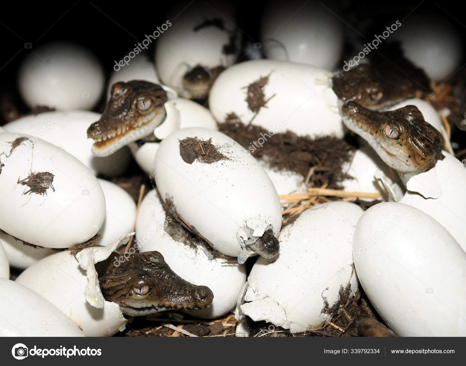 вылупление крокодилов из яиц. вылупляется из яйца. кто вылупился из яйца?. утконос высиживает яйца. вылупляется из яйца.