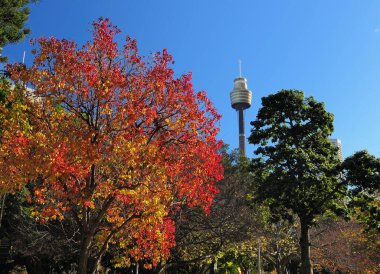 Beautiful Foliage At Hyde Park Sydney NSW Australia