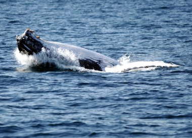 Breaching Humpback Whale At Gold Coast Queensland Australia