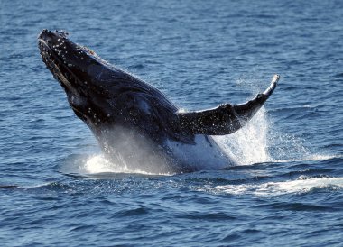 Spectacularly Breaching Humpback Whale At Gold Coast Queensland Australia