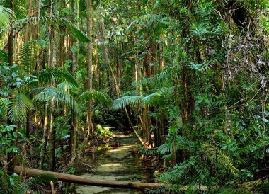 Crystal Clear Wanggoolba Creek In The Pile Valley Rain Forest On Fraser Island Queensland Australia