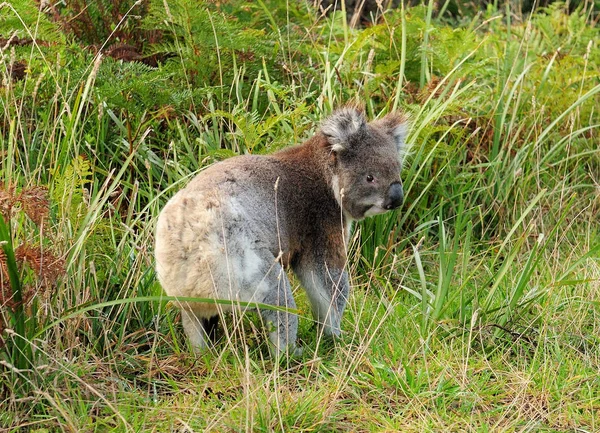 Cute Koala Bear Hiding Grass Great Ocean Road Victoria Australia — 스톡 사진