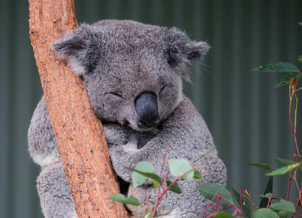 Koala Bear Sleeping Tree Nsw Australia — 스톡 사진