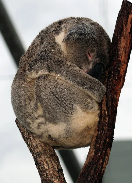 Niedliche Koala Bär Zusammengerollt Zwischen Zwei Stämmen Nsw Australien — Stockfoto