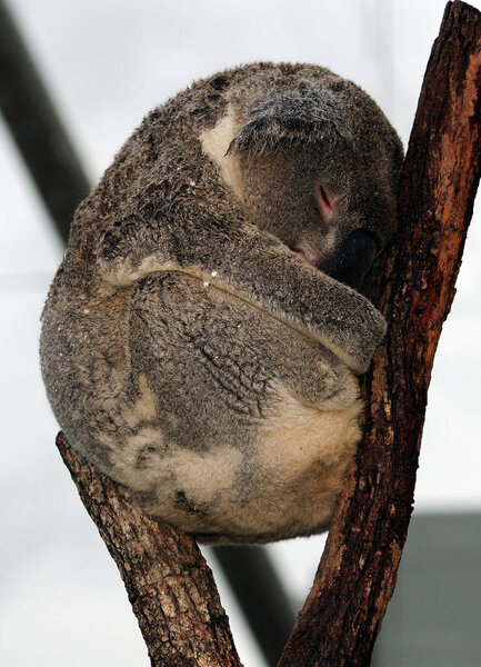Cute Koala Bear Curled Up Between Two Trunks NSW Australia